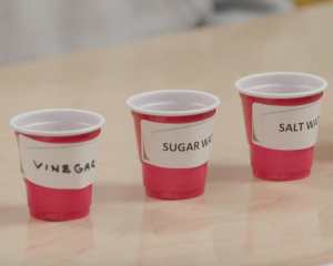 video cover of cups of vinegar, sugar water and salt water